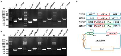 Application of CRISPR/Cas9 System for Plasmid Elimination and Bacterial Killing of Bacillus cereus Group Strains